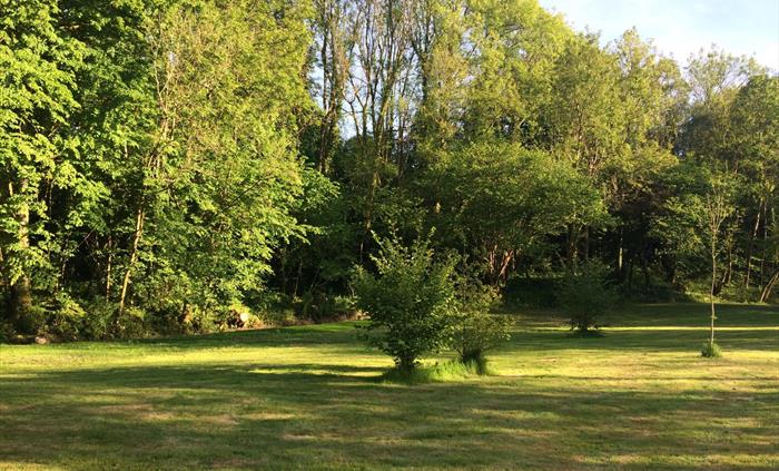 Meadow - Dog Exercising Area